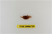 藏品(絨毛近方蟹)的圖片